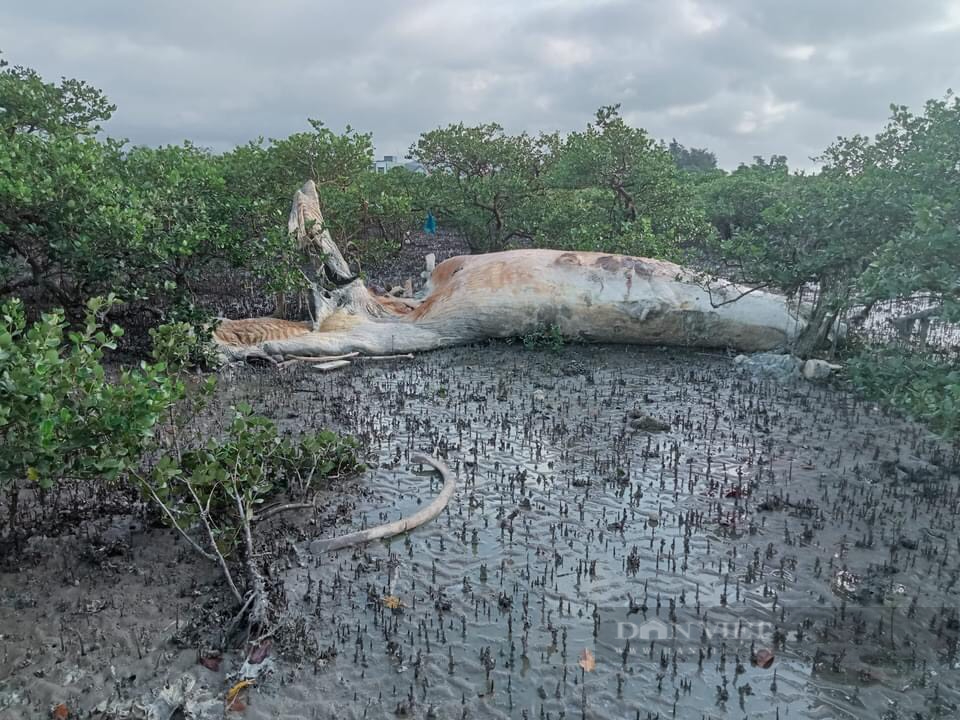 Phát hiện xác cá voi nặng hơn 5 tấn ở Quan Lạn, Quảng Ninh - Ảnh 1.