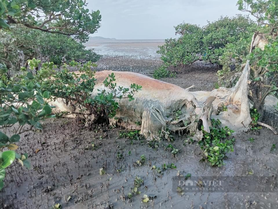 Phát hiện xác cá voi nặng hơn 5 tấn ở Quan Lạn, Quảng Ninh - Ảnh 2.
