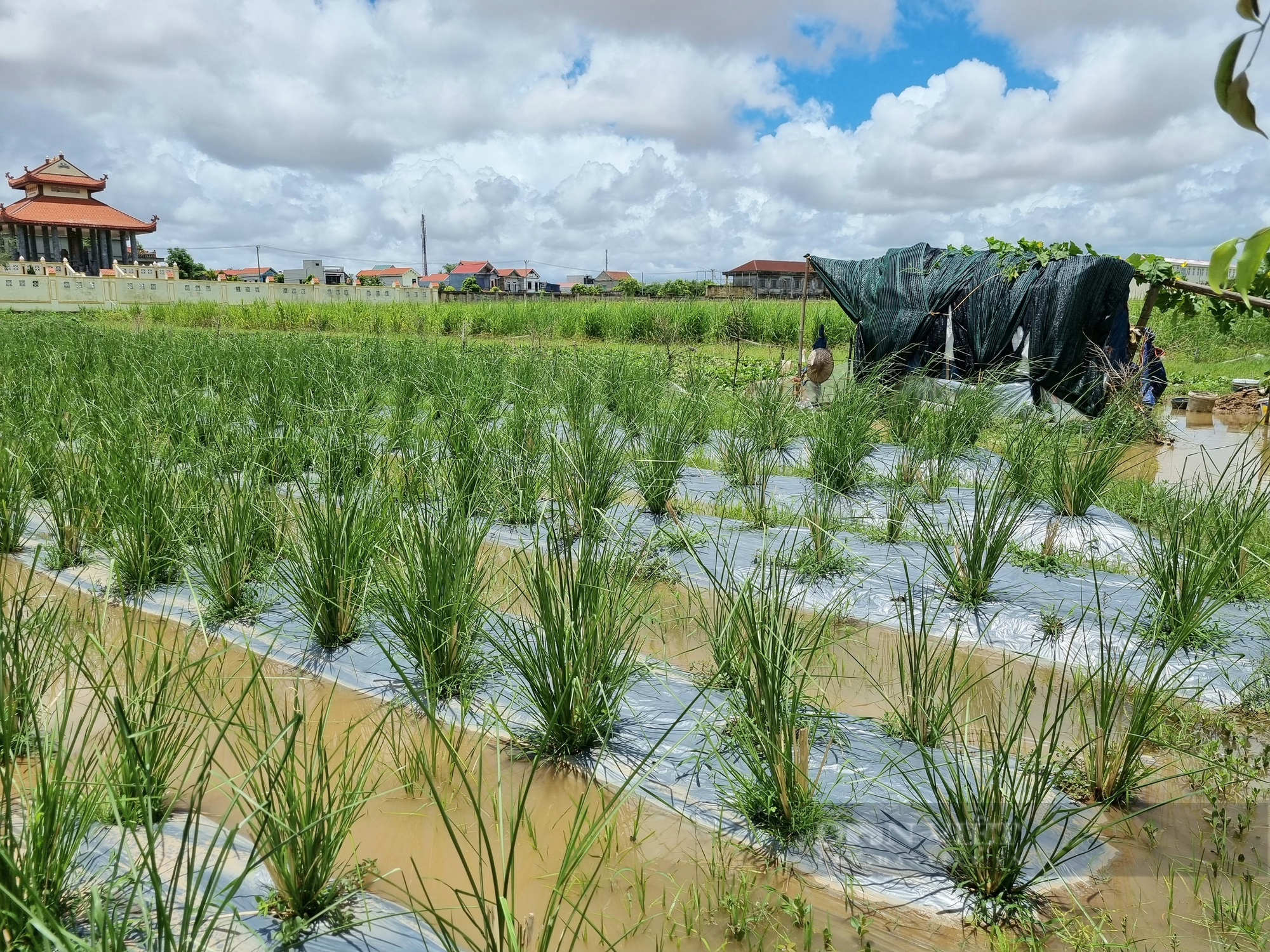 Ninh Bình: Lạ đời 9X trồng cỏ Vetiver thu nhập hàng chục triệu đồng/tháng - Ảnh 3.