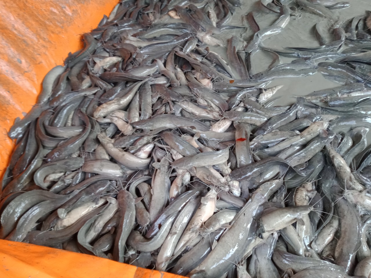Áp lực nuôi cá tra khi giá xuống thấp
