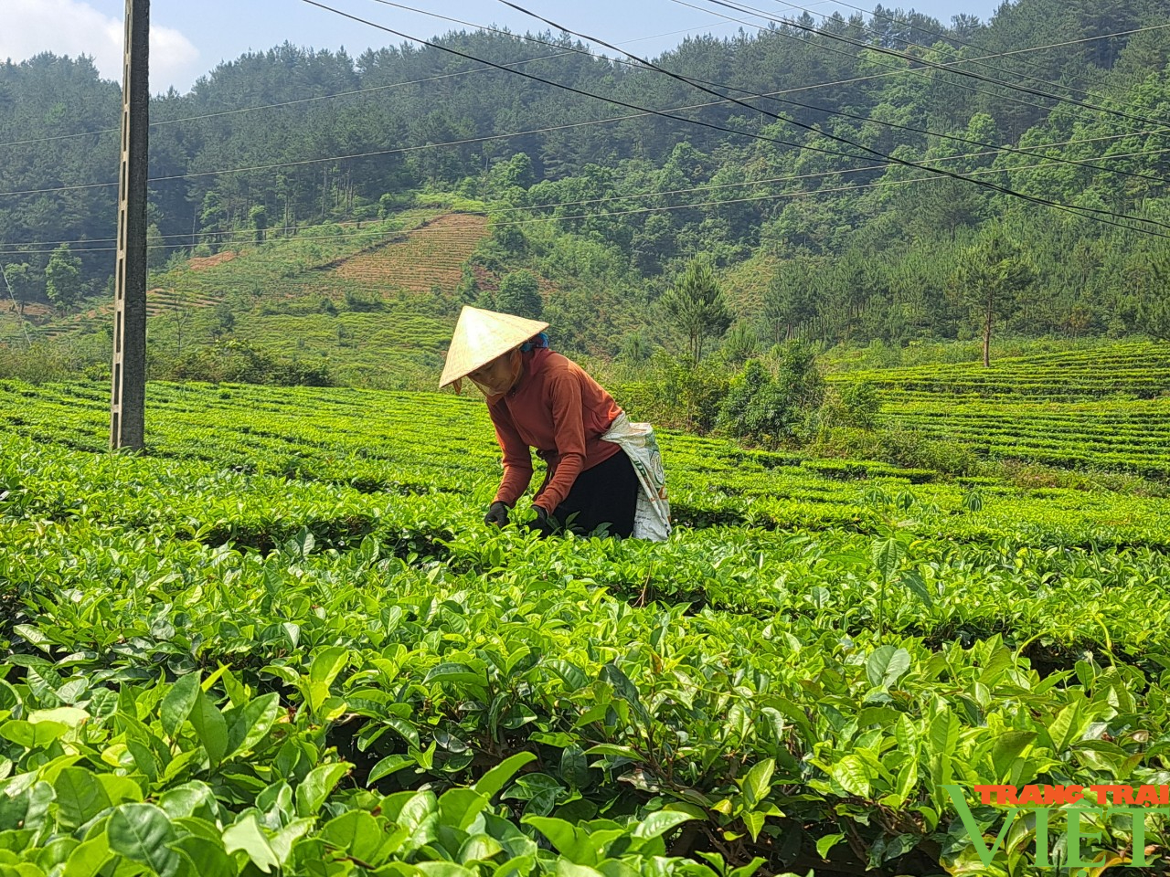 Lai Châu: Để nông nghiệp thu hút doanh nghiệp, nhà đầu tư - Ảnh 4.