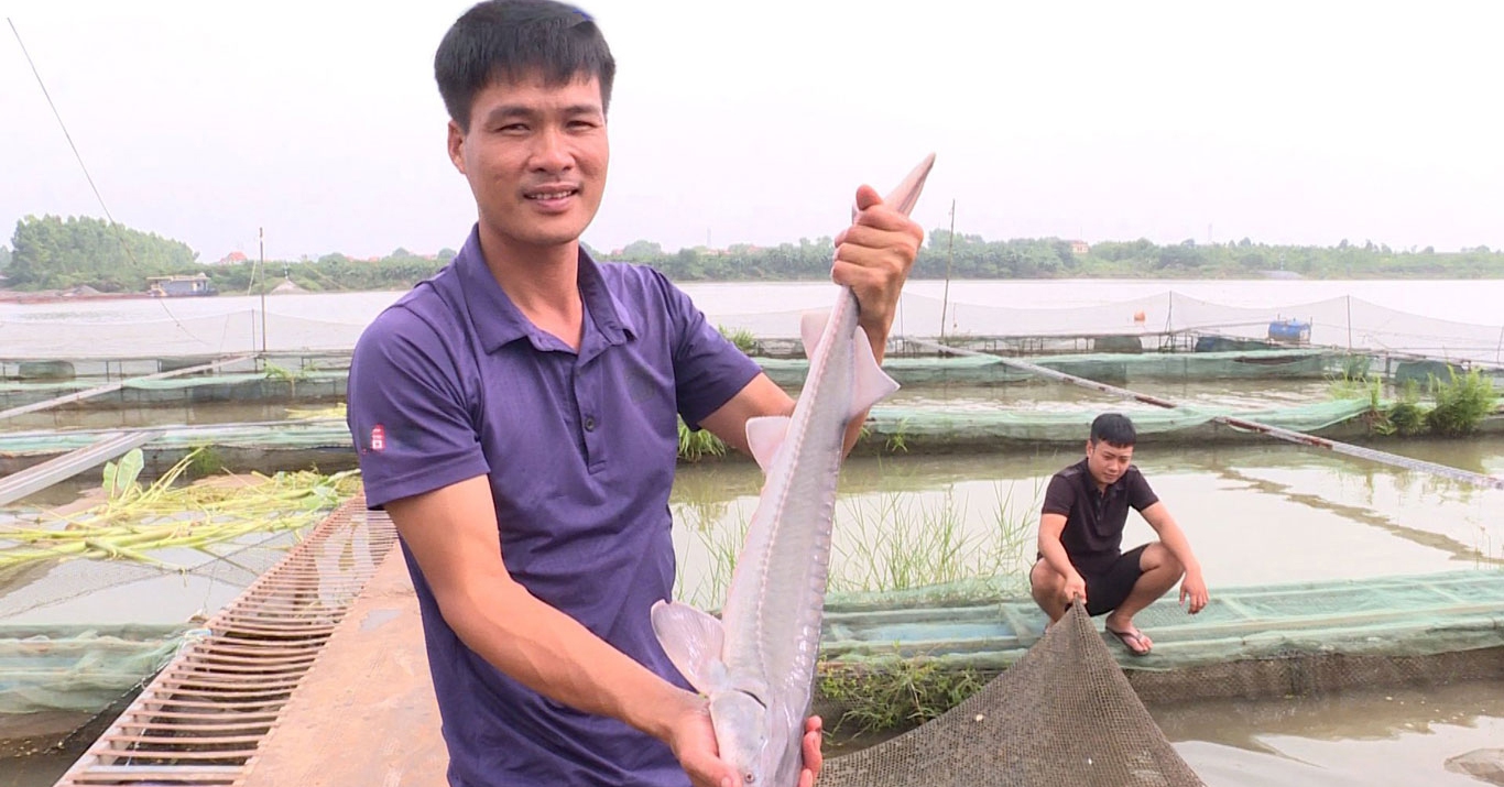 Nuôi thành công cá tầm-dòng cá nước lạnh trên sông Đuống ở Bắc Ninh
