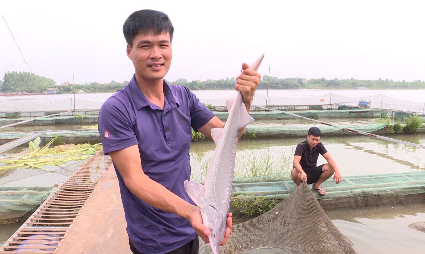Các loại cá nước ngọt dễ nuôi  Danh sách các loài cá nước ngọt Việt Nam