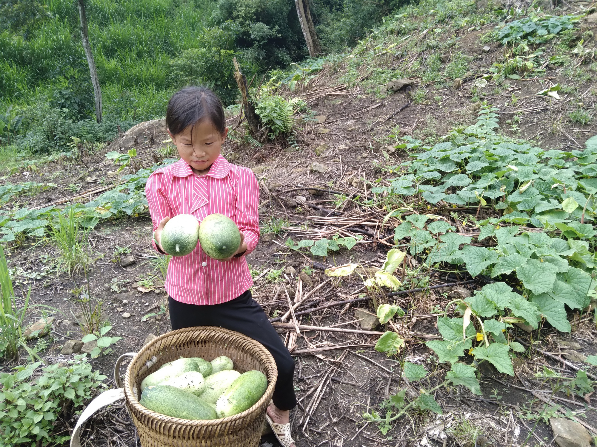  Dưa ngọt, vị mát đậm đà của người Mông ở vùng cao Sơn La - Ảnh 6.