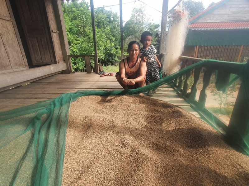 Đây là giống lúa xưa trồng theo công nghệ &quot;phó thác cho trời&quot; ở Quảng Bình, hạt gạo đặc sản lại là vị thuốc quý - Ảnh 5.