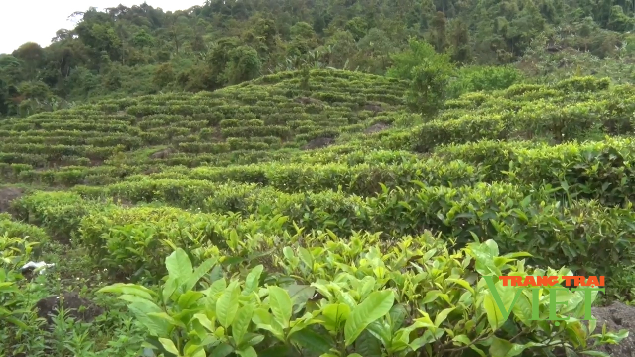 Lai Châu: Cây chè giúp người dân Phìn Hồ thoát nghèo - Ảnh 2. Lai Châu: Cây chè giúp người dân Phìn Hồ thoát nghèo - Ảnh 2.