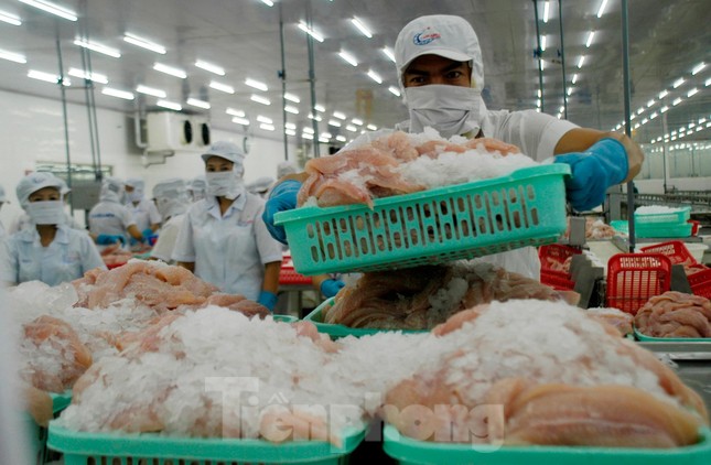 Anh nhập khẩu cá tra Việt Nam tăng 6 lần - Ảnh 1.