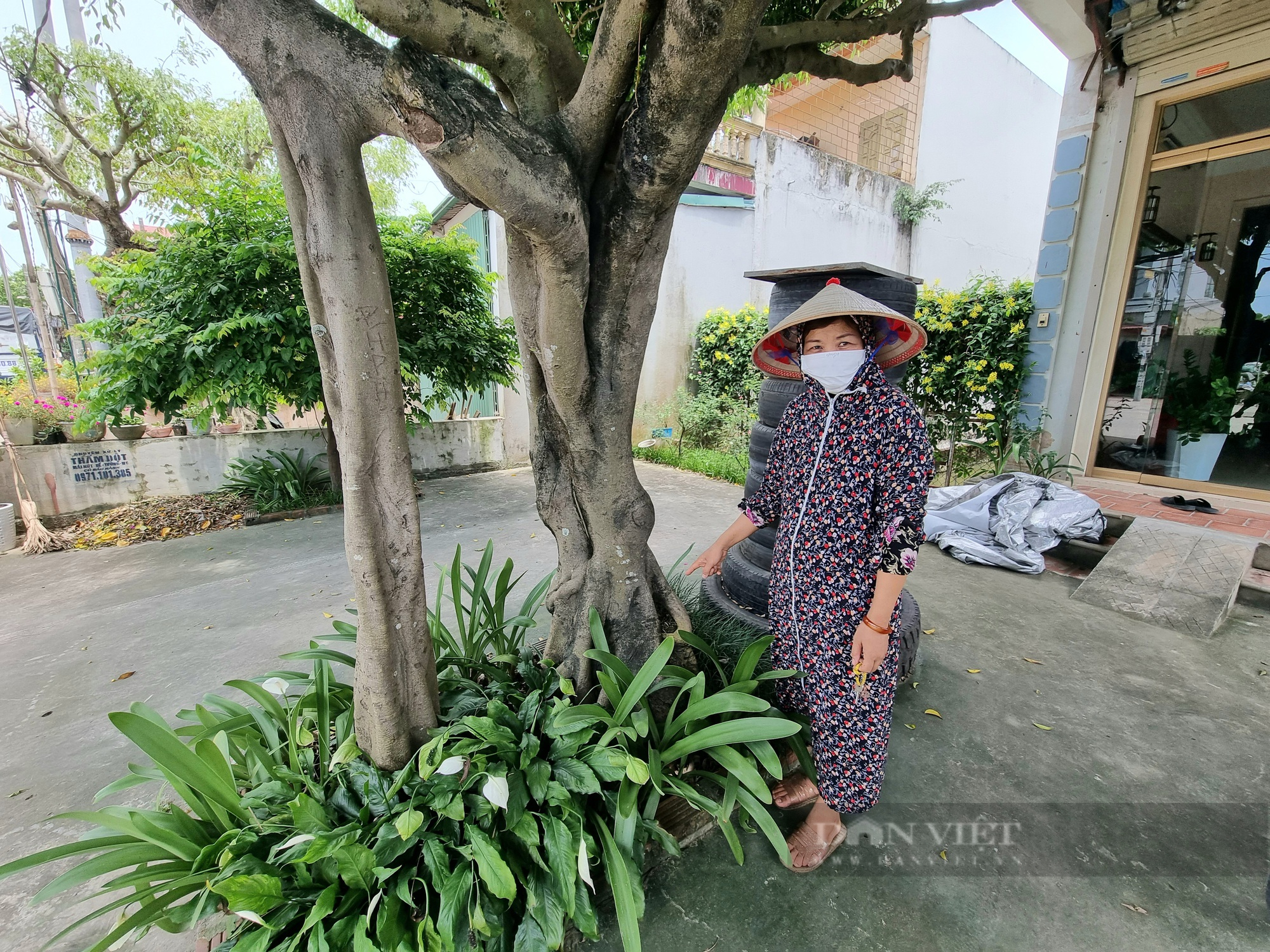 Cận cảnh cây sanh dáng như cái ô có “1-0-2” ở Ninh Bình - Ảnh 8.