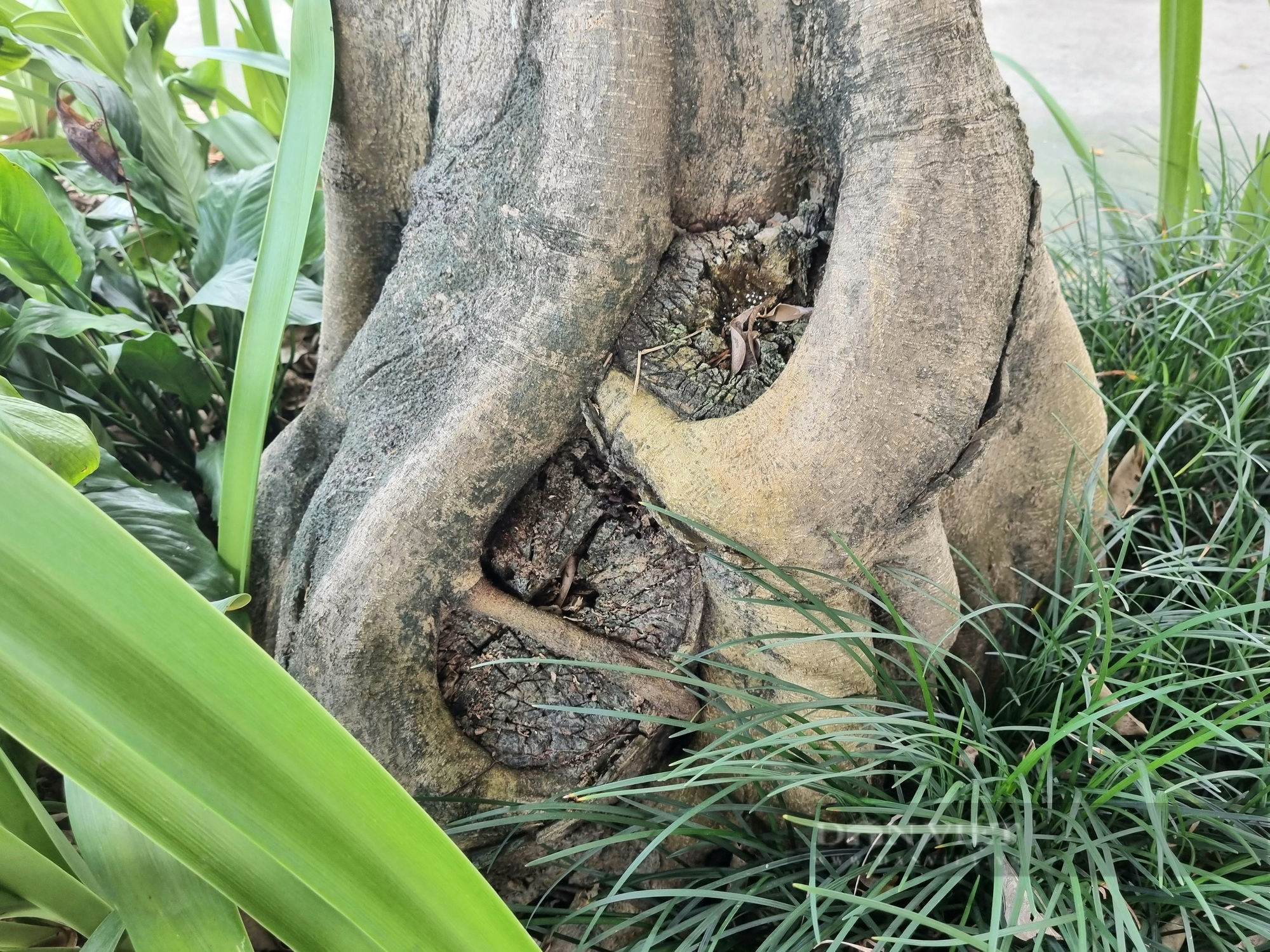 Cận cảnh cây sanh dáng như cái ô có “1-0-2” ở Ninh Bình - Ảnh 6.