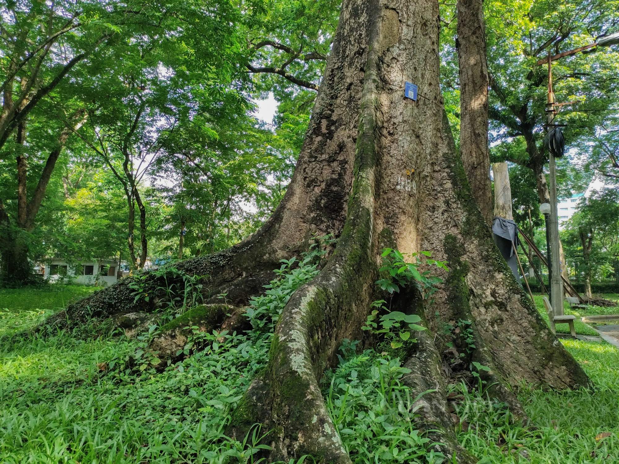 &quot;Lá phổi xanh khổng lồ&quot; được tạo bởi hàng trăm cây cổ thụ nằm giữa lòng Hà Nội - Ảnh 5.