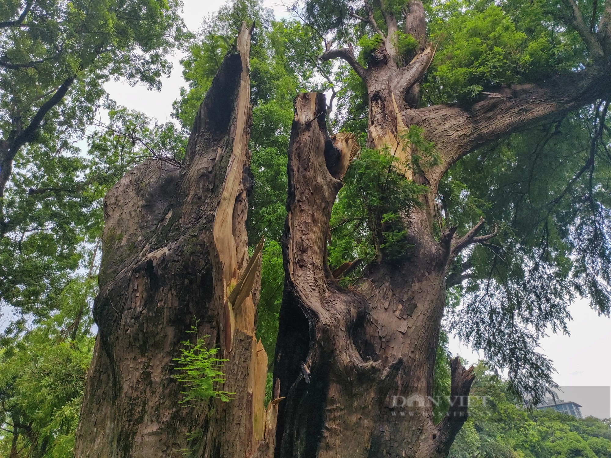 &quot;Lá phổi xanh khổng lồ&quot; được tạo bởi hàng trăm cây cổ thụ nằm giữa lòng Hà Nội - Ảnh 8.