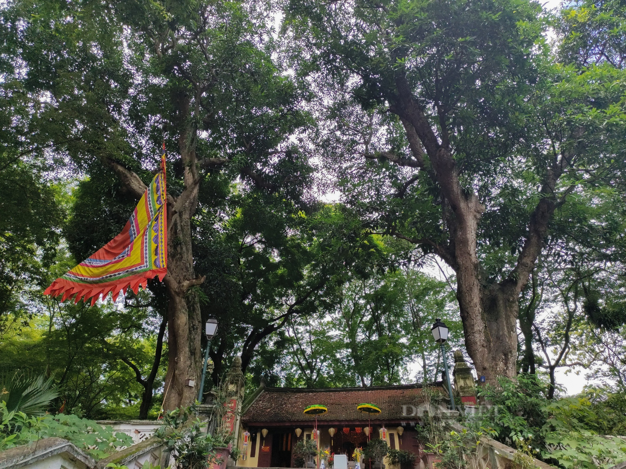 &quot;Lá phổi xanh khổng lồ&quot; được tạo bởi hàng trăm cây cổ thụ nằm giữa lòng Hà Nội - Ảnh 13.