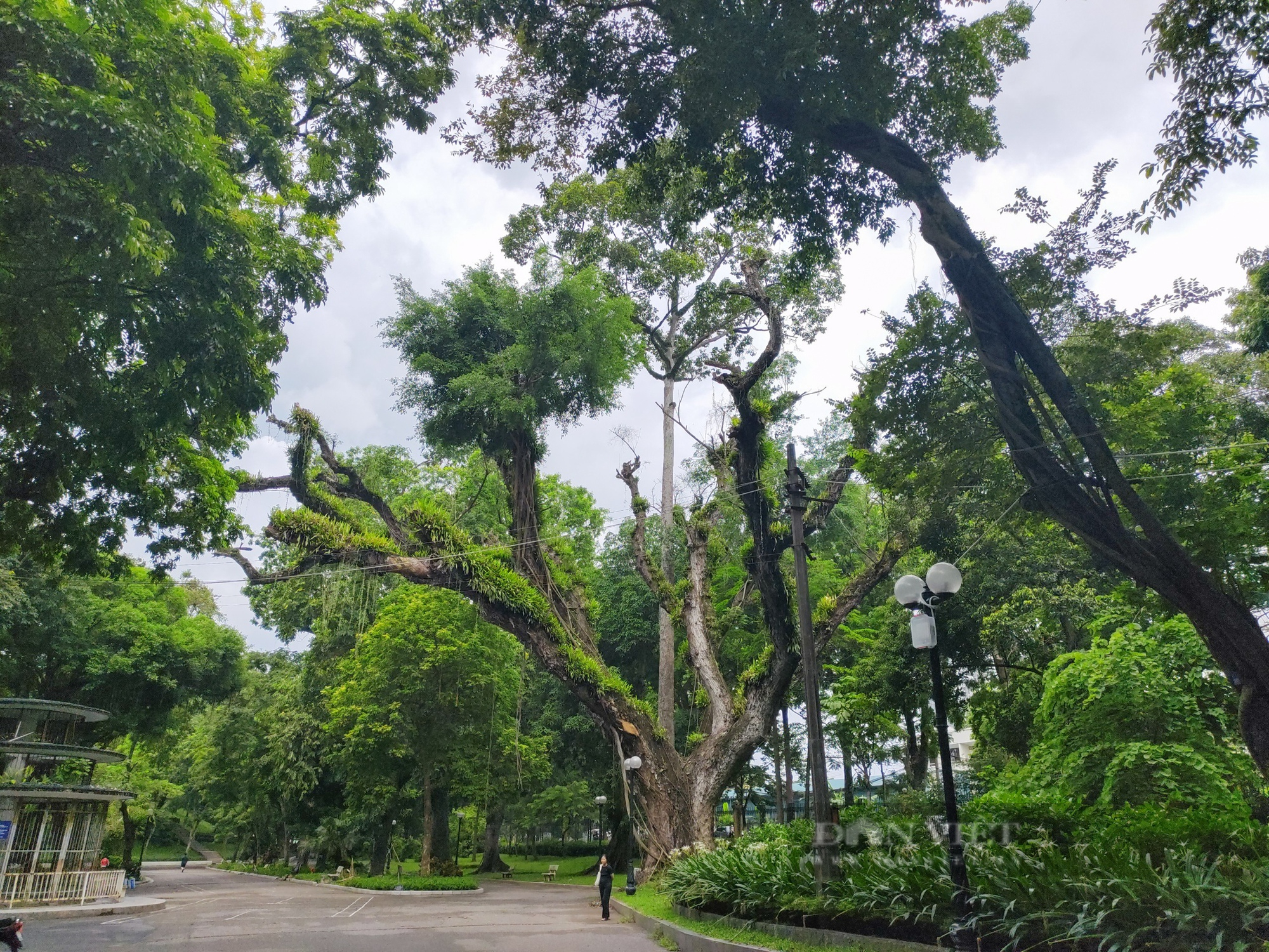 &quot;Lá phổi xanh khổng lồ&quot; được tạo bởi hàng trăm cây cổ thụ nằm giữa lòng Hà Nội - Ảnh 10.