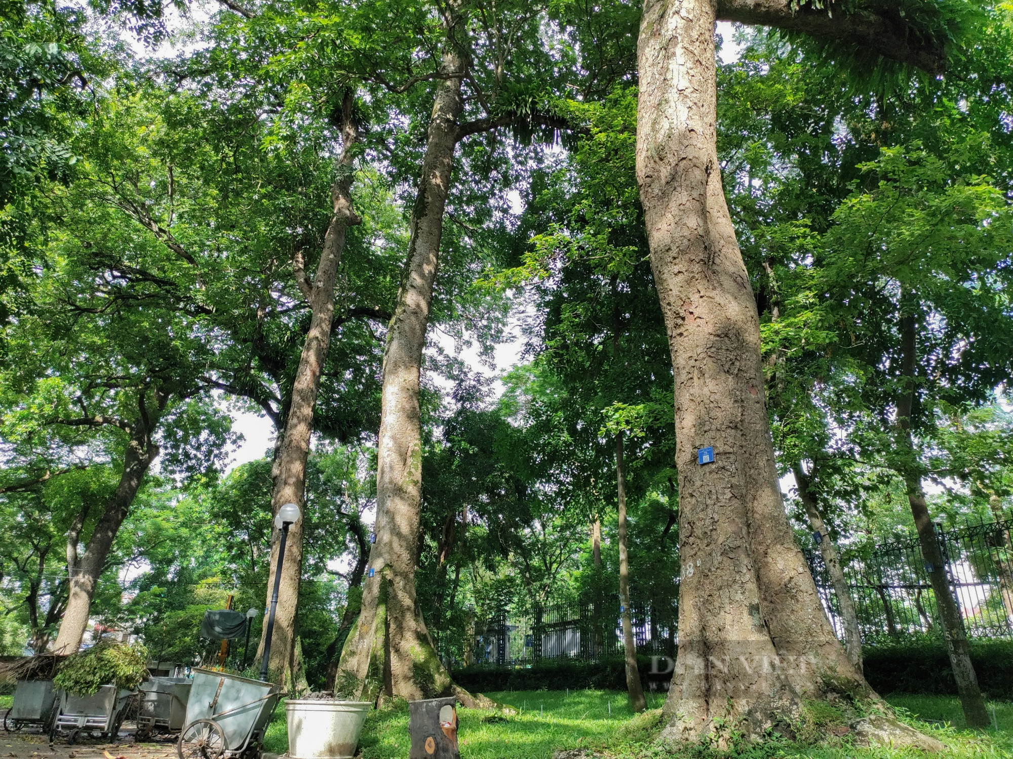 &quot;Lá phổi xanh khổng lồ&quot; được tạo bởi hàng trăm cây cổ thụ nằm giữa lòng Hà Nội - Ảnh 3.