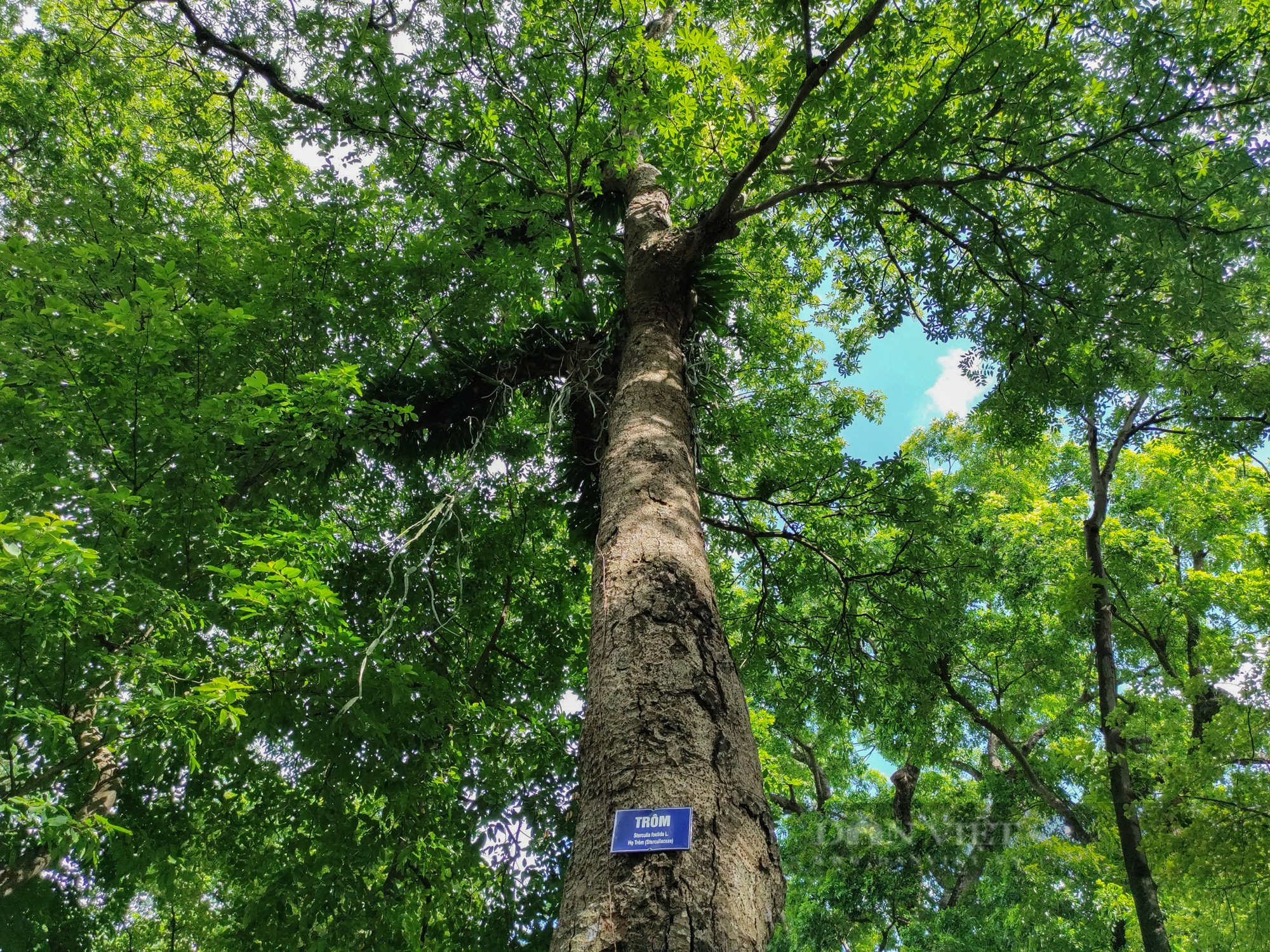&quot;Lá phổi xanh khổng lồ&quot; được tạo bởi hàng trăm cây cổ thụ nằm giữa lòng Hà Nội - Ảnh 4.