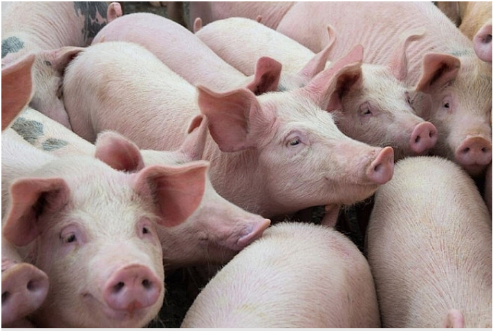 Trung Quốc tiếp tục xuất kho dự trữ thịt lợn để bình ổn giá, giá lợn hơi trong nước bật tăng - Ảnh 3.