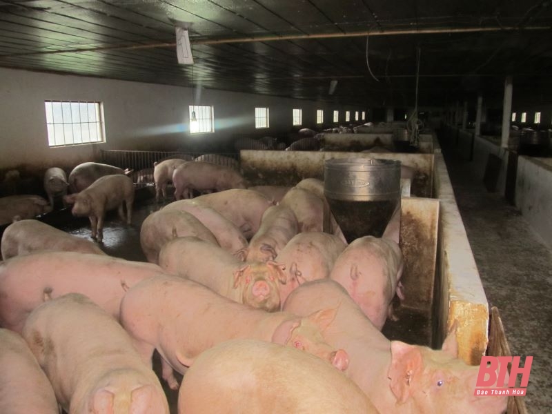 Giá lợn hơi tại Thanh Hóa tăng mạnh từng ngày, tiểu thương cũng phải giật mình, điều chỉnh giá thịt lợn - Ảnh 1.