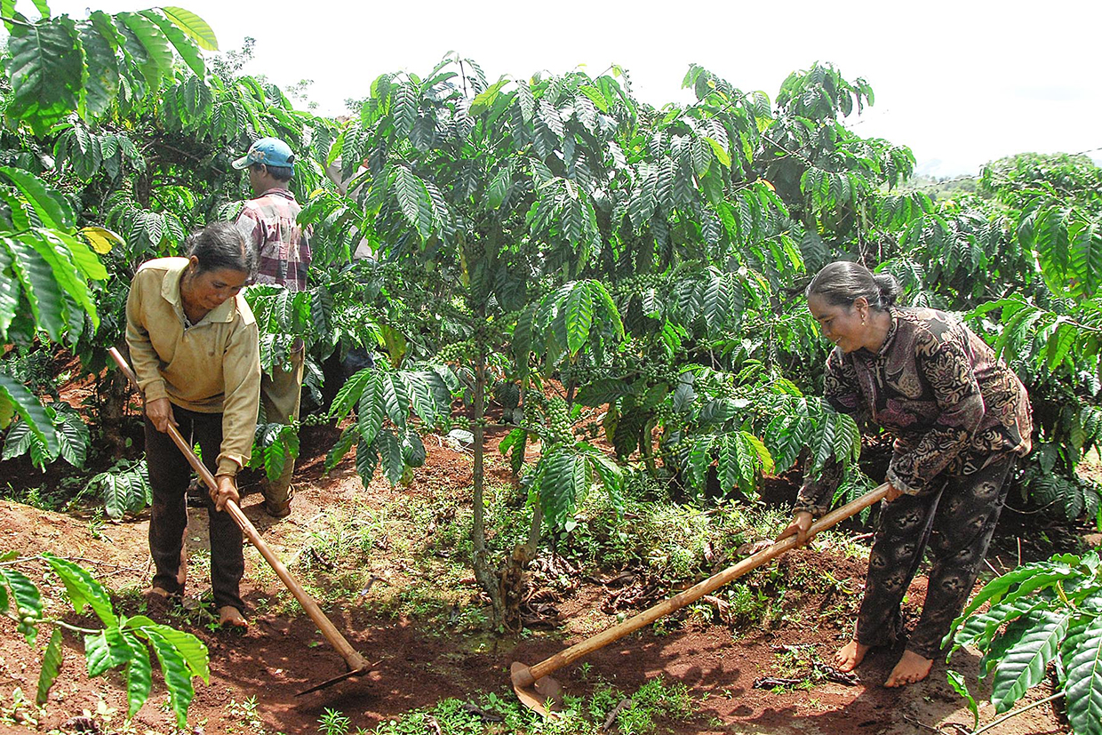 Bất chấp sản lượng giảm, giá cà phê Việt Nam xuất khẩu sang Mỹ tăng đột biến, tin vui với người trồng cà phê - Ảnh 1.