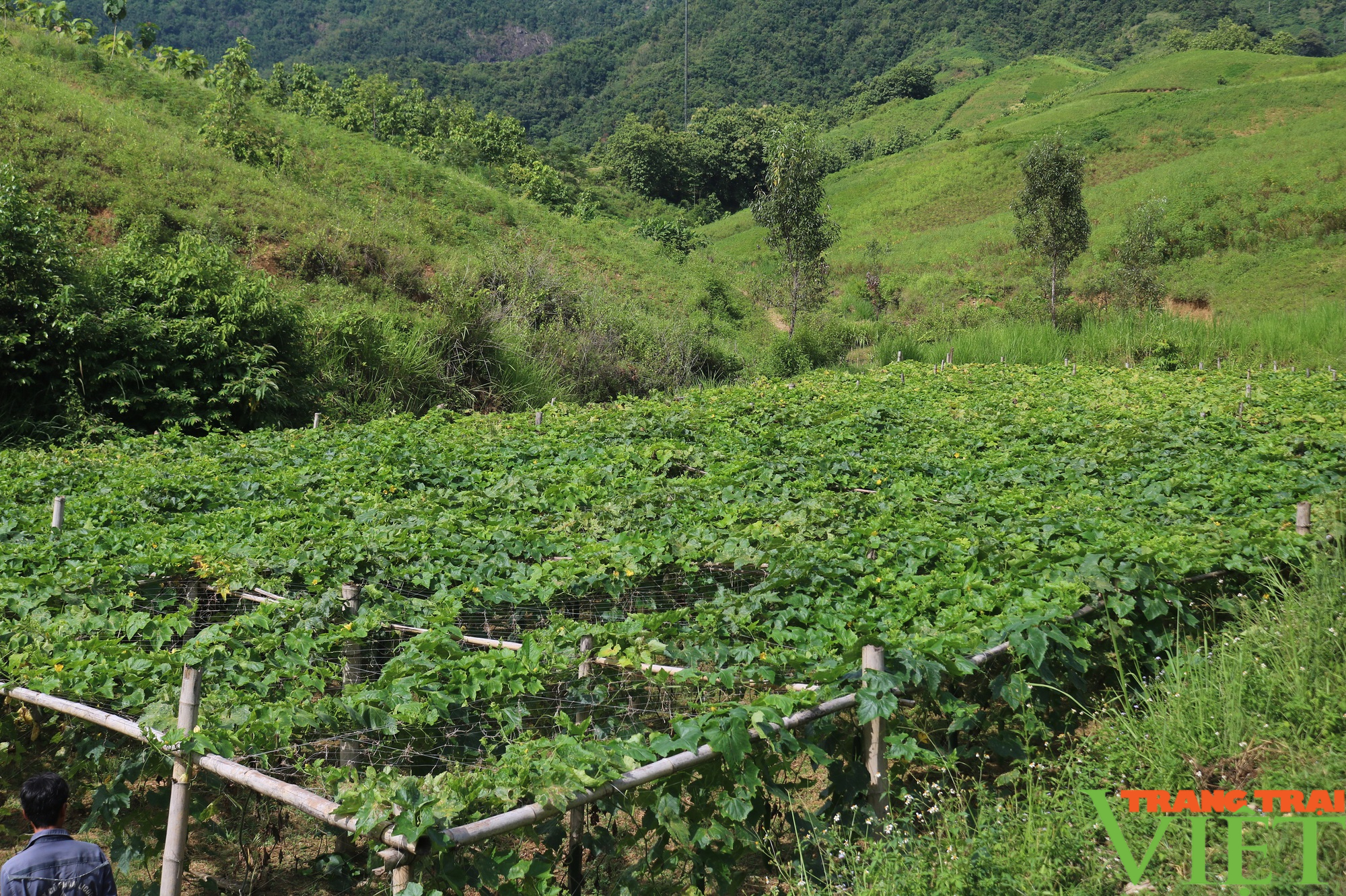 Đưa giống dây leo về trồng ở vùng cao nông dân Sơn La có thu nhập ổn định - Ảnh 2.