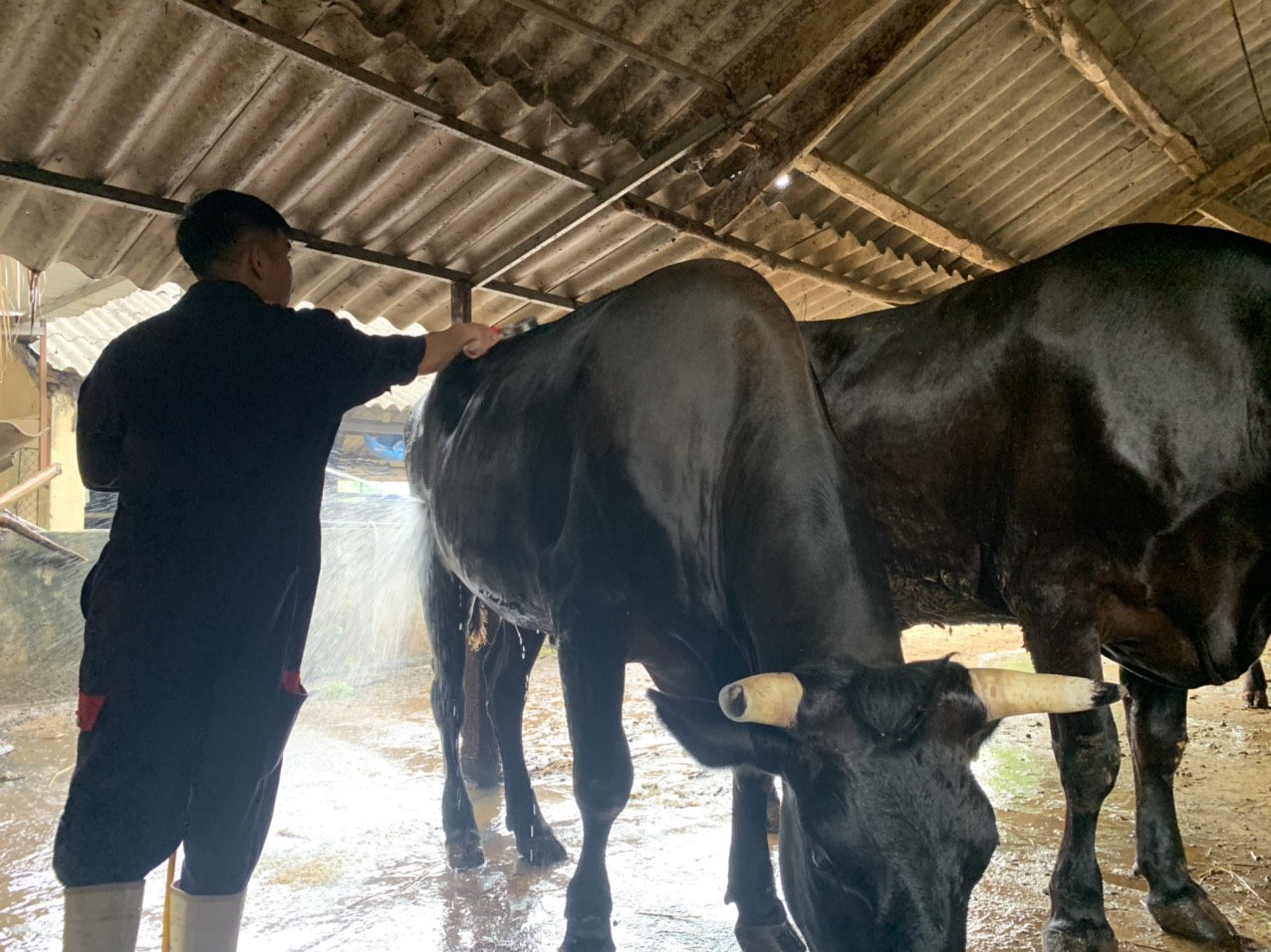 Hà Nội: Cho đàn bò Wagyu uống bia, massage, làm ra thứ thịt cao cấp dát vàng  - Ảnh 2.