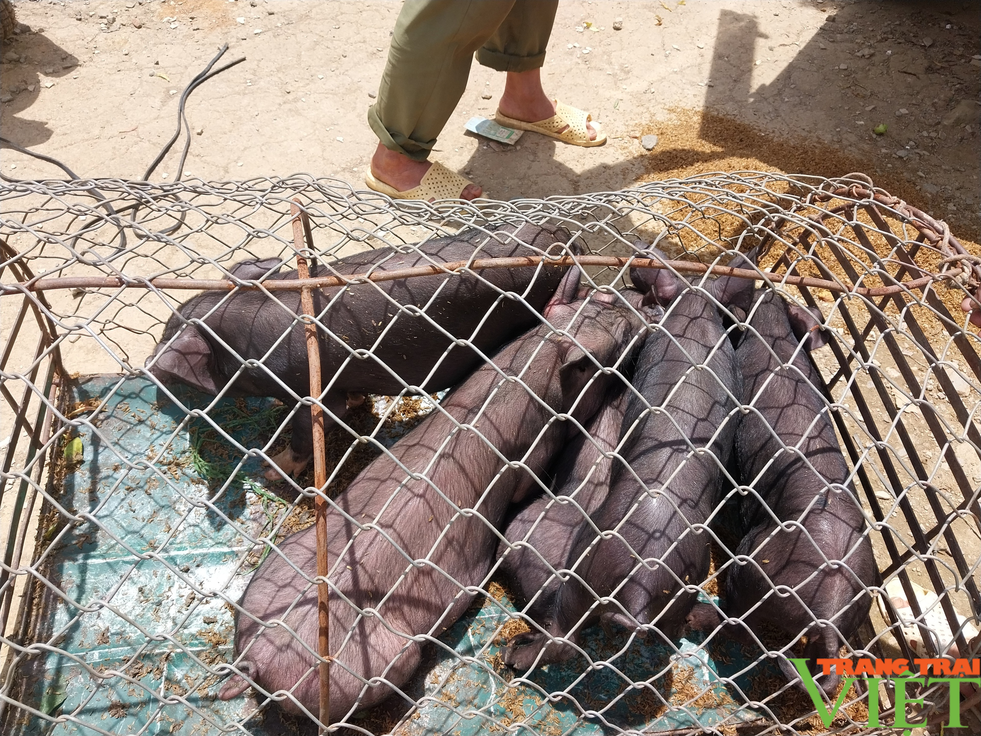 Sơn La: Hỗ trợ 100 con lợn giống cho nông dân vùng cao - Ảnh 5.
