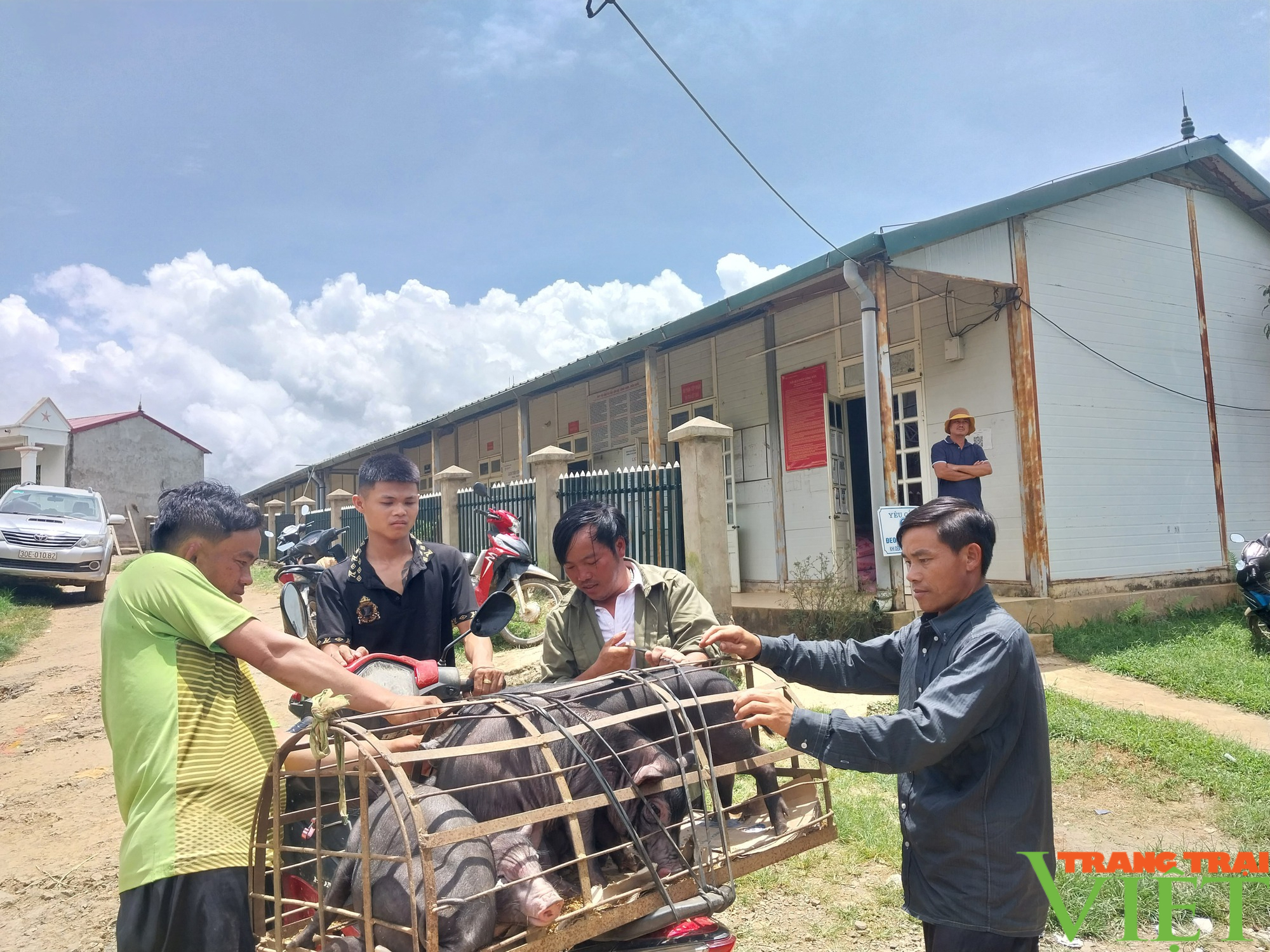 Sơn La: Hỗ trợ 100 con lợn giống cho nông dân vùng cao - Ảnh 4.