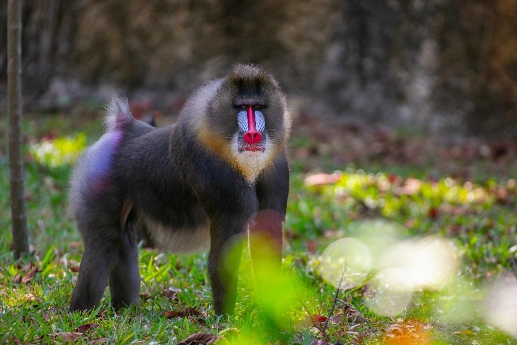 Vinpearl Safari ở Nha Trang chắc chắn sẽ là điểm đến hấp dẫn cho những ai yêu động vật hoang dã. Hãy thưởng thức những bức ảnh đầy màu sắc và sống động về những động vật hiếm có tại đây, và tìm hiểu thêm về động vật hoang dã của Việt Nam.