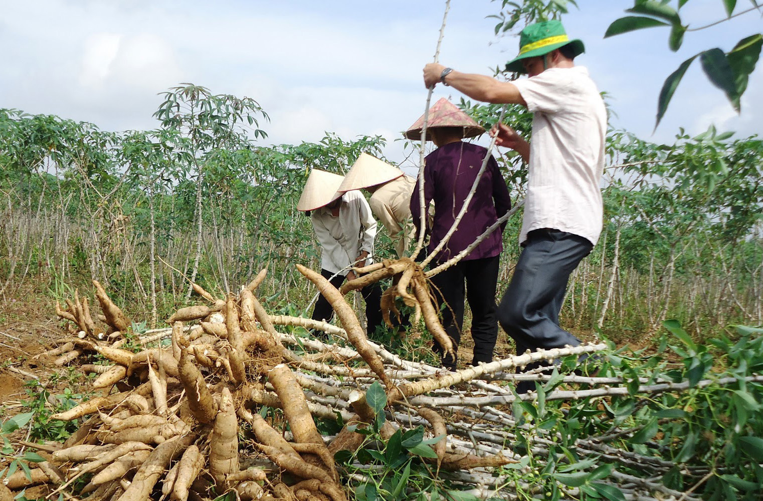 Trung Quốc đẩy mạnh mua sắn của Việt Nam làm thức ăn chăn nuôi - Ảnh 3.