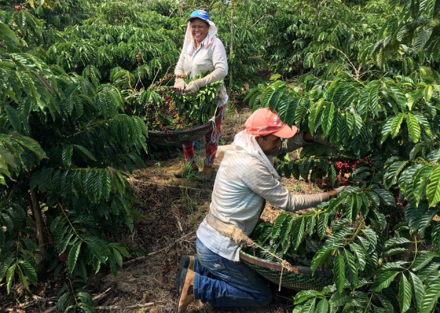 Nhu cầu cà phê hòa tan bùng nổ, Brazil hưởng lợi nhờ tăng sản lượng robusta - Ảnh 1.