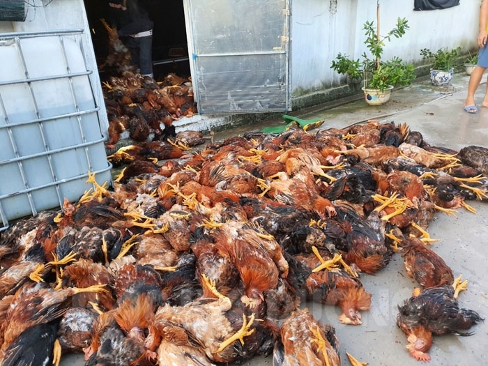 Sét đánh chết gần 6.000 con gà tại xã Thượng Quận - Ảnh 1.