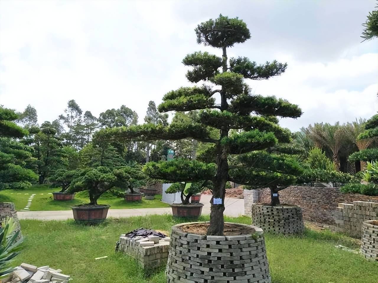 Cây cảnh mang điềm lành được săn đón, có cây này tại gia, nhiều thế hệ sẽ không nghèo - Ảnh 5.