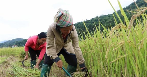 Lúa rau làm ra thứ gạo râu đặc sản ở Lai Châu vì sao nhà giàu cũng săn lùng mua ăn?