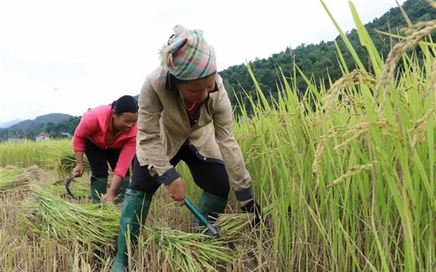 Thứ lúa ra hạt lúa &quot;mọc râu&quot; ở Phong Thổ của Lai Châu cho gạo ngon cỡ nào mà nhiều người ưa thích?