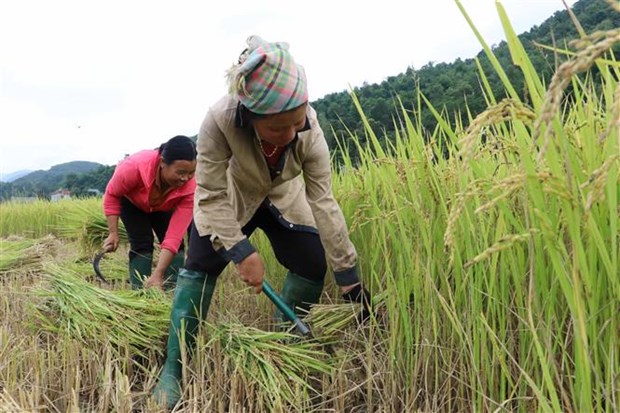 Thứ lúa ra hạt lúa &quot;mọc râu&quot; ở Phong Thổ của Lai Châu cho gạo ngon cỡ nào mà nhiều người ư thích? - Ảnh 3.