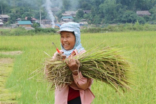 Thứ lúa ra hạt lúa &quot;mọc râu&quot; ở Phong Thổ của Lai Châu cho gạo ngon cỡ nào mà nhiều người ư thích? - Ảnh 2.