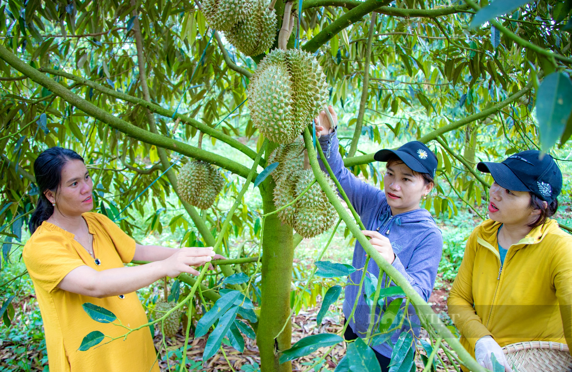 Nữ tỷ phú trồng sầu riêng ở Đắk Lắk được bình chọn là Nông dân Việt Nam xuất sắc 2022 - Ảnh 2.