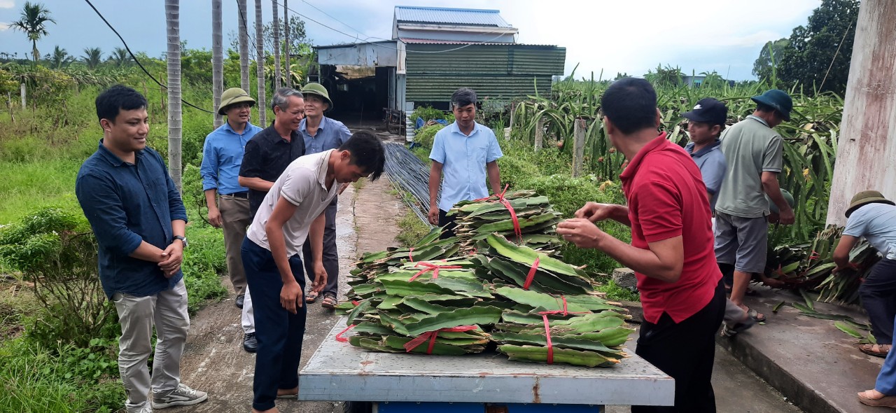 Hải Phòng: Bàn giao cây giống, vật tư cho nông dân ứng dụng chế phẩm vi sinh vật trong sản xuất thanh long - Ảnh 1.