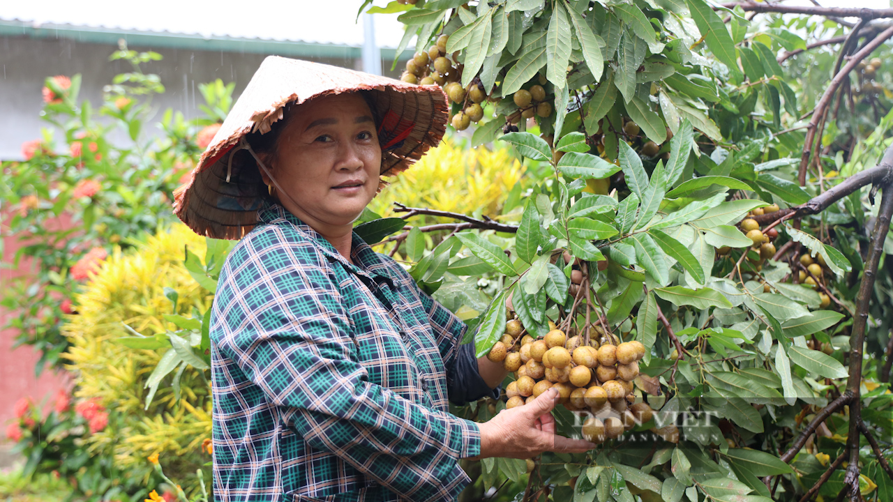 Cây nhãn ở huyện biên giới, giúp nông dân có cuộc sống ấm no - Ảnh 2.