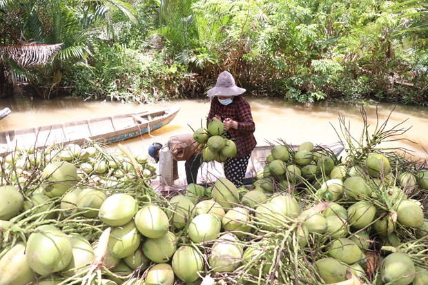 Nông dân Bến Tre nuôi, trồng xen ghép trong vườn dừa, bất ngờ thu nhập lại chắc ăn hơn - Ảnh 1.