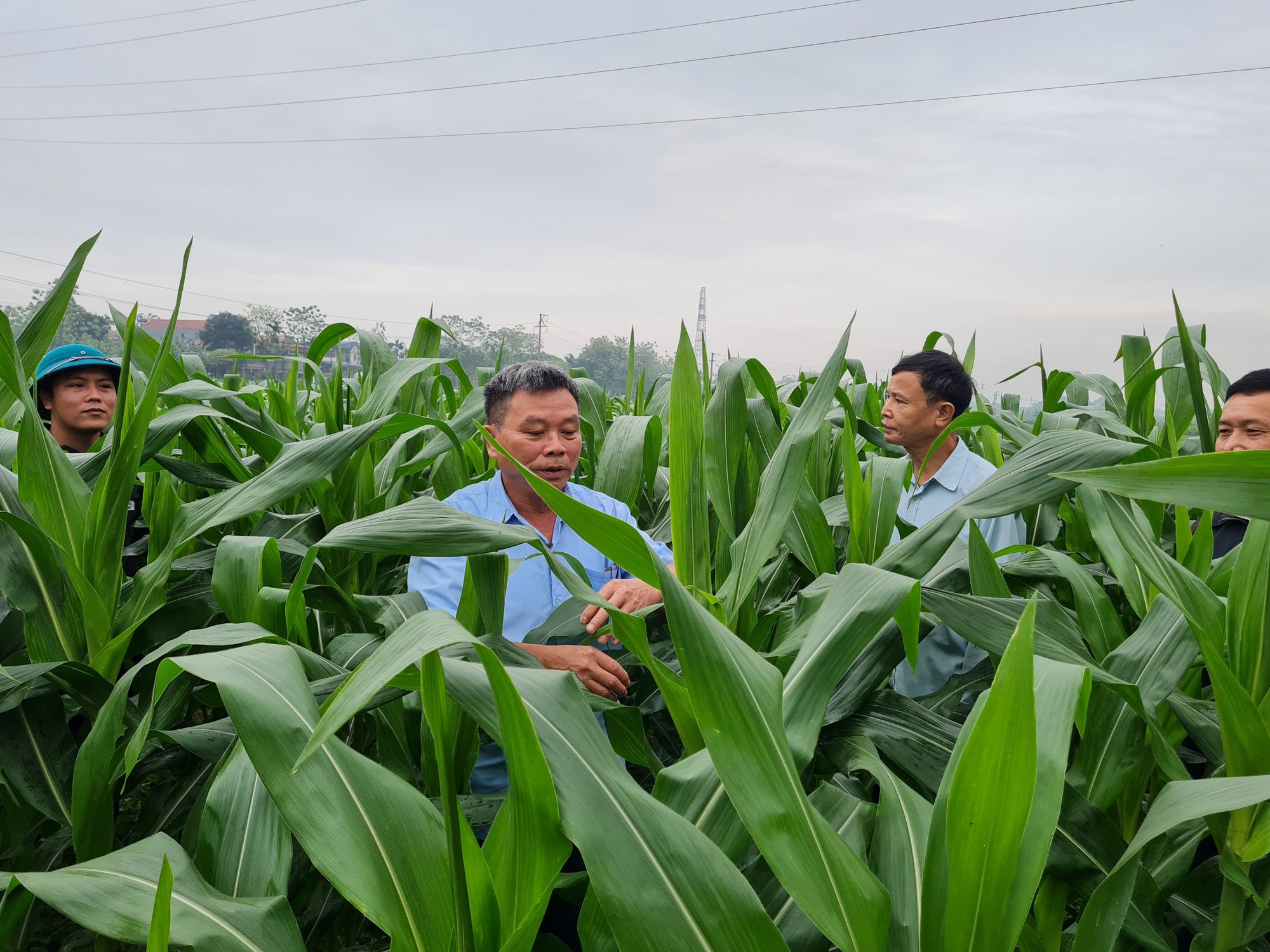 Chủ động trồng ngô, giảm phụ thuộc nhập khẩu - Ảnh 2.