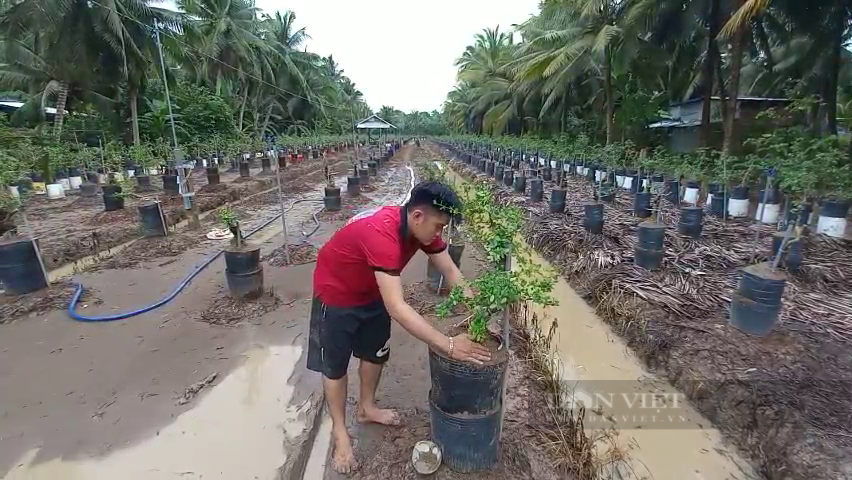 Trai làng ở Tiền Giang thu tiền tỷ nhờ trồng linh sam hồng đột biến - Ảnh 6.