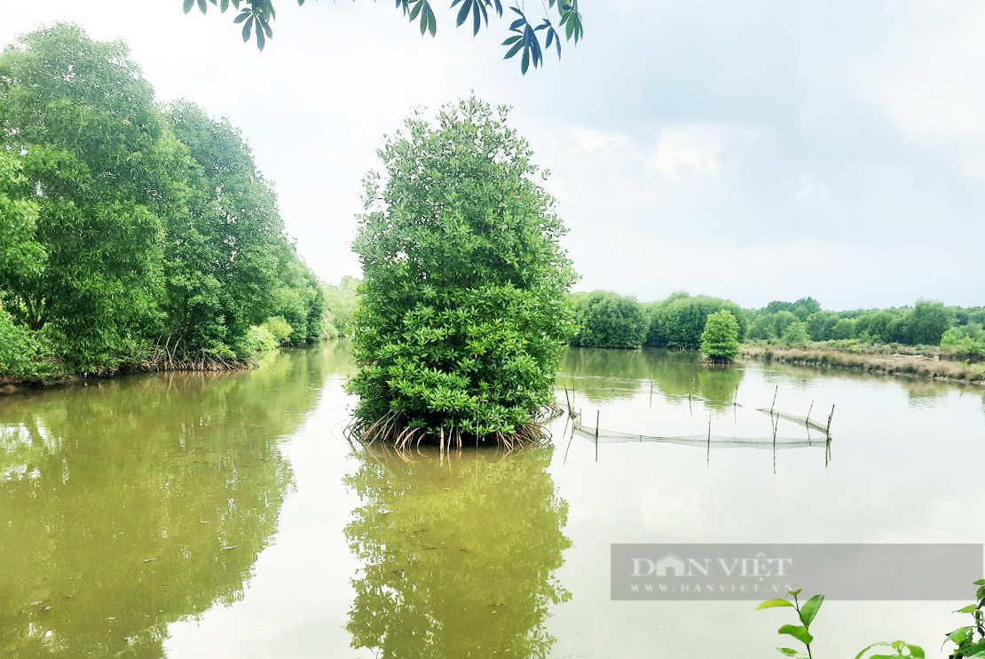 Cà Mau có 19.000ha tôm rừng có chứng nhận quốc tế - Ảnh 2.