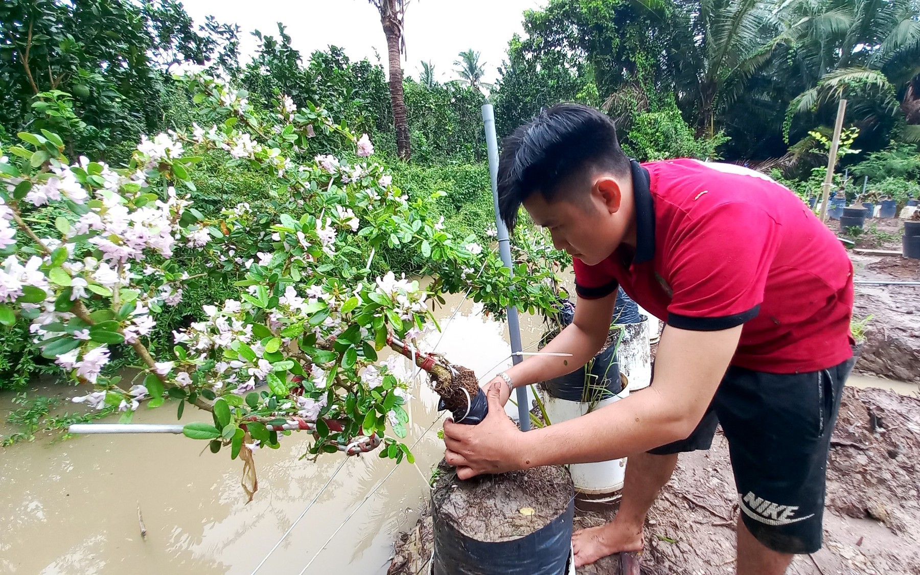 Trai làng Tiền Giang thu tiền tỷ nhờ trồng linh sam hồng đột biến