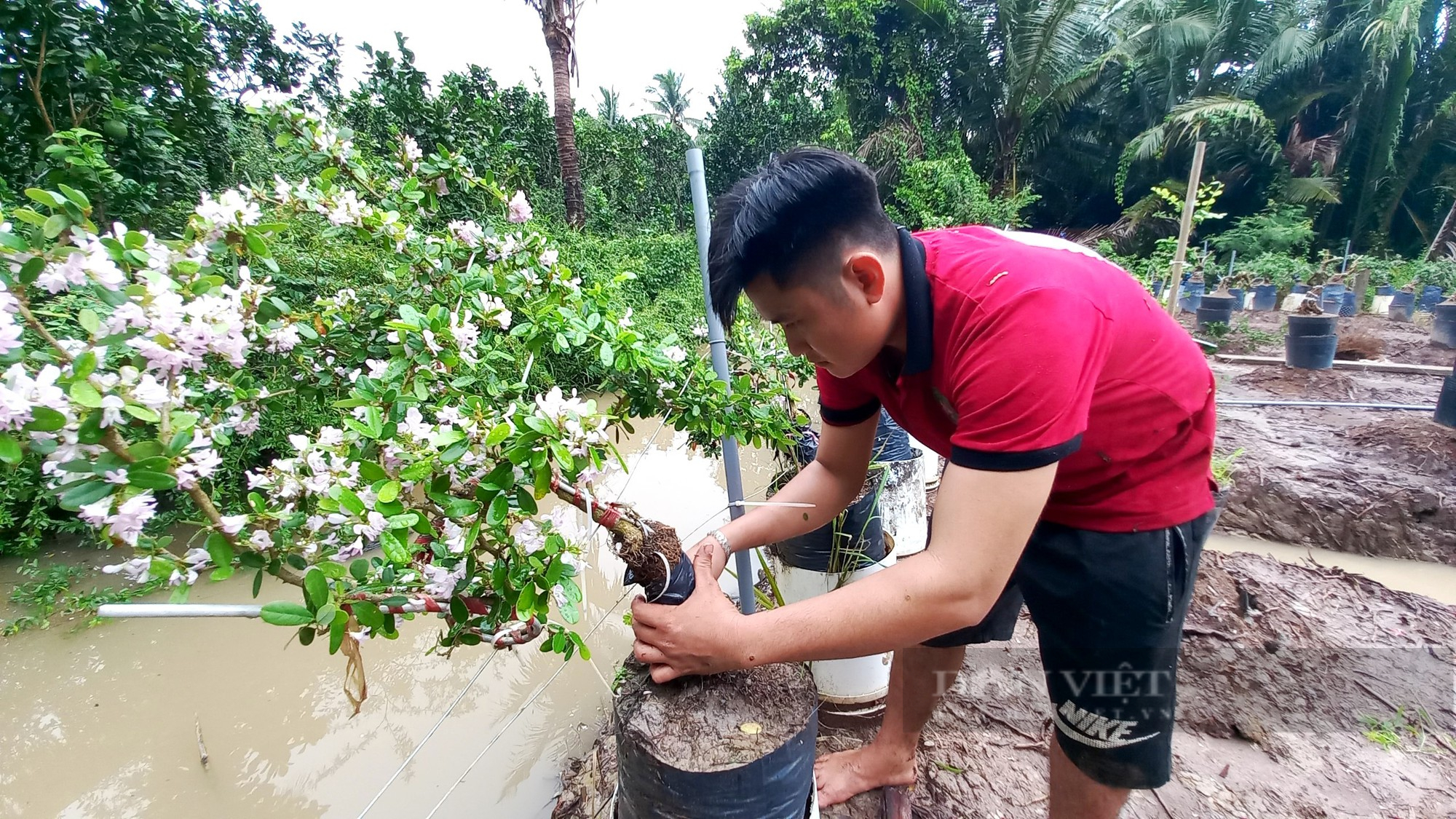 Trai làng ở Tiền Giang thu tiền tỷ nhờ trồng linh sam hồng đột biến - Ảnh 2.