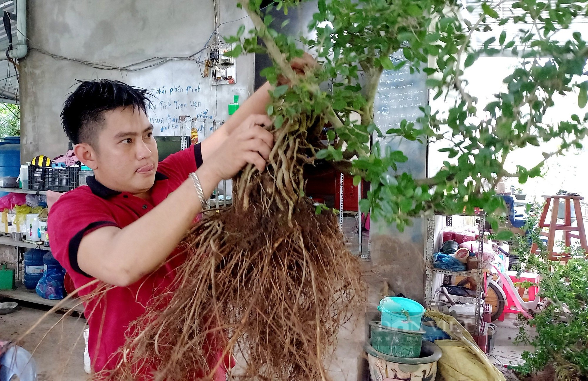 Trai làng ở Tiền Giang thu tiền tỷ nhờ trồng linh sam hồng đột biến - Ảnh 5.