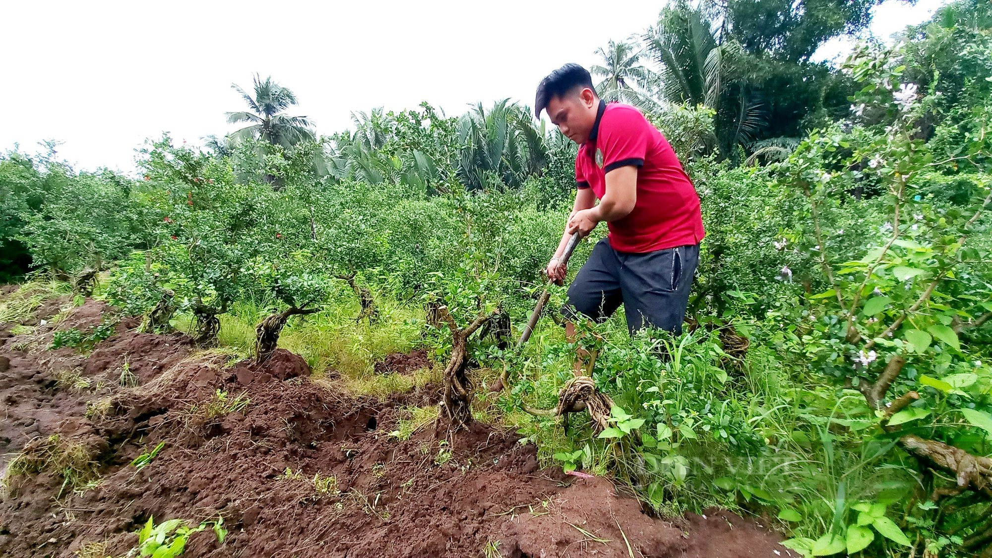 Trai làng ở Tiền Giang thu tiền tỷ nhờ trồng linh sam hồng đột biến - Ảnh 1.
