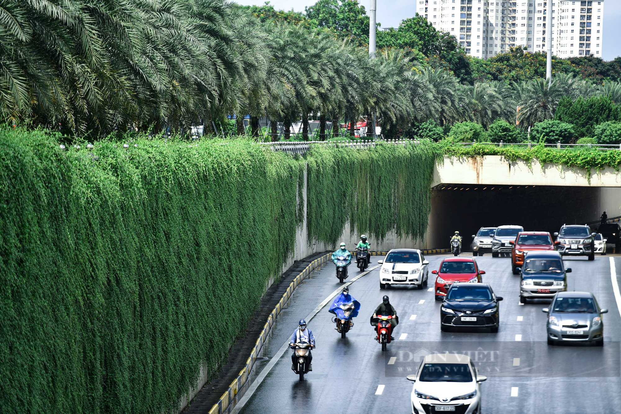 Chiêm ngưỡng cây dây leo dài hàng chục mét, giăng kín tạo nên &quot;bức tường xanh&quot; hiếm có ở Hà Nội - Ảnh 10.