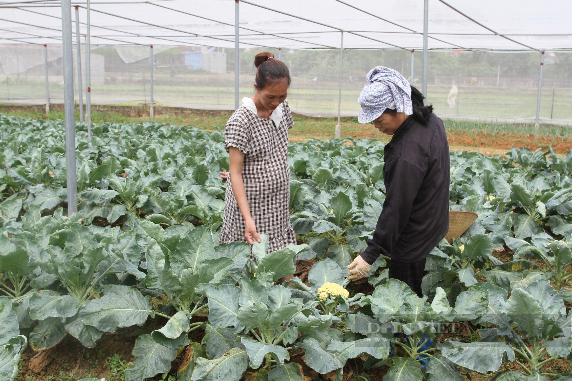 Thái Nguyên: Nữ Phó Bí thư Chi bộ khơi dậy niềm tin cho đồng bào công giáo sống tốt đời đẹp đạo - Ảnh 3.