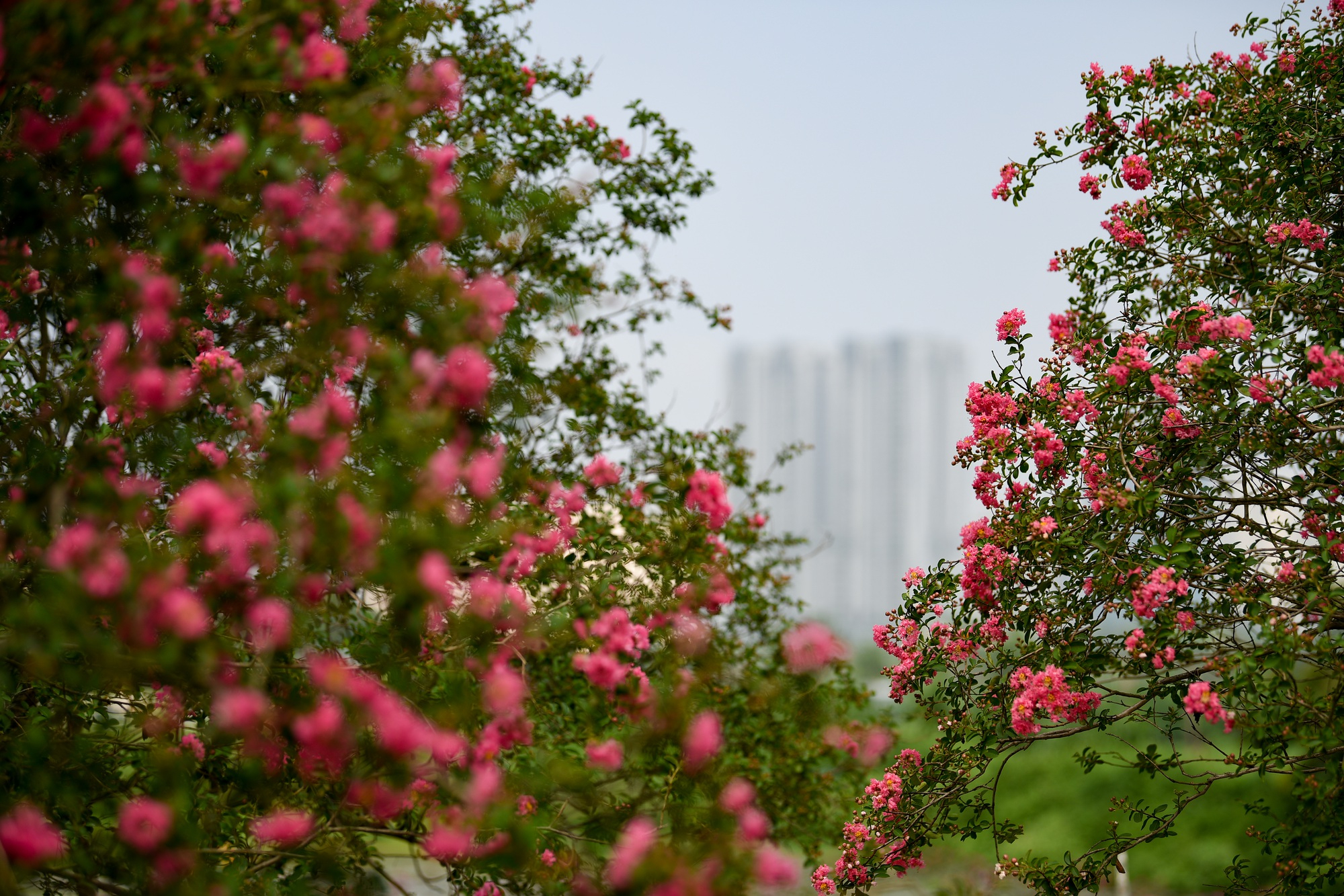 Khu vườn hơn 30 gốc hoa tường vi đẹp như truyện cổ tích ngay giữa lòng Hà Nội - Ảnh 2.