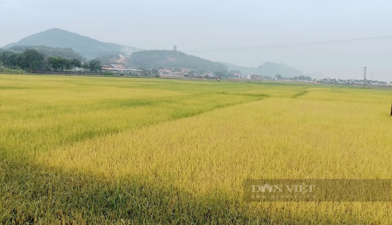 Thanh Hóa: Sản xuất lúa theo VietGAP lợi nhuận gần 30 triệu đồng/vụ/ha - Ảnh 1.